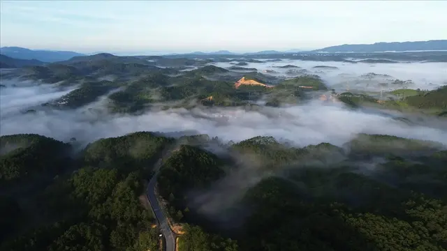 Sương sáng trên rừng thông Măng Đen