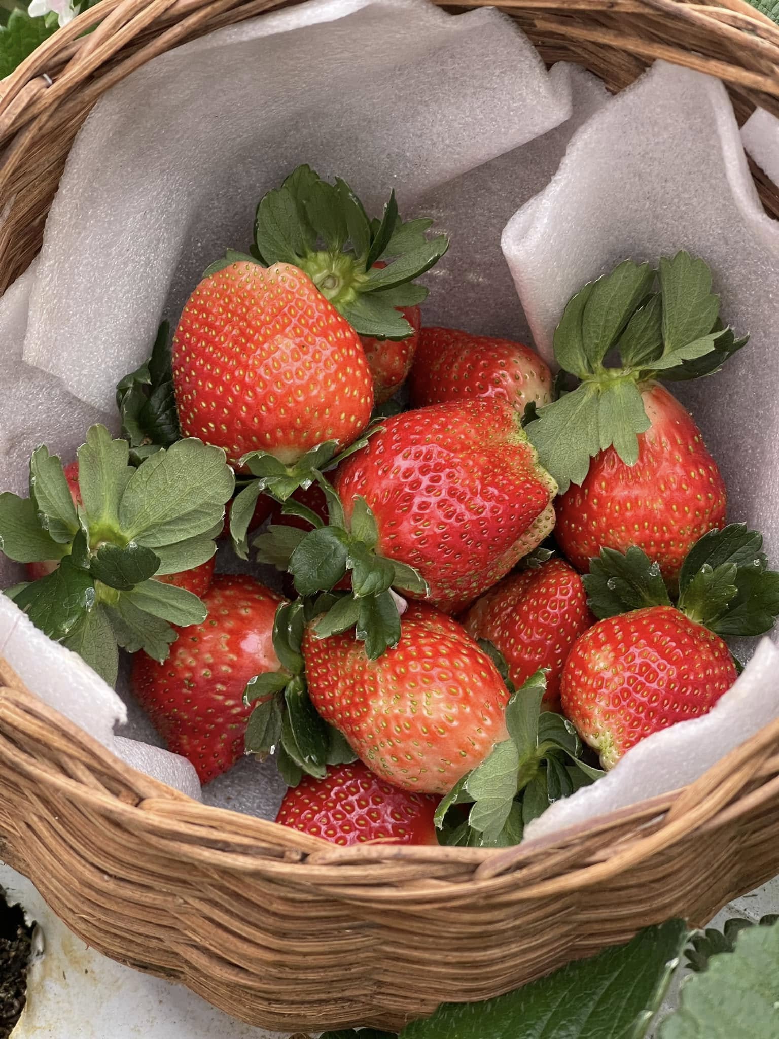 Kinh nghiệm đi Hiberry Farm Măng Đen