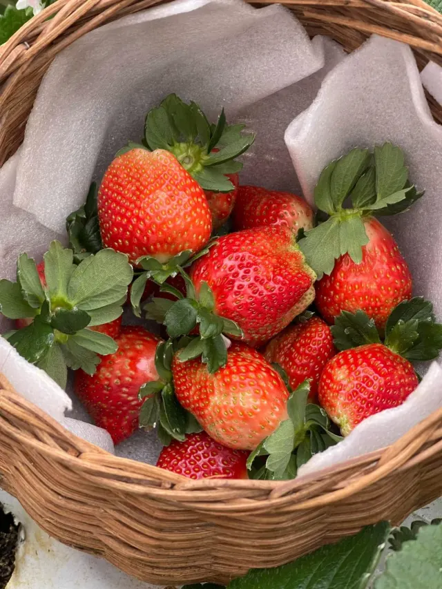 Vườn dâu tây Măng Đen - Hiberry Farm tại Măng Đen